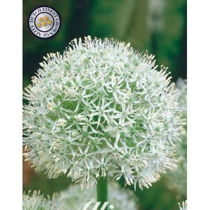 Allium 'Mount Everest' 1-pack